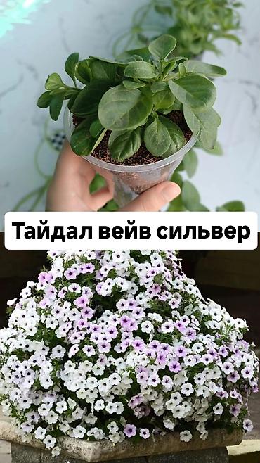 Другие садовые цветы и кустарники: Самовывоз — 1
