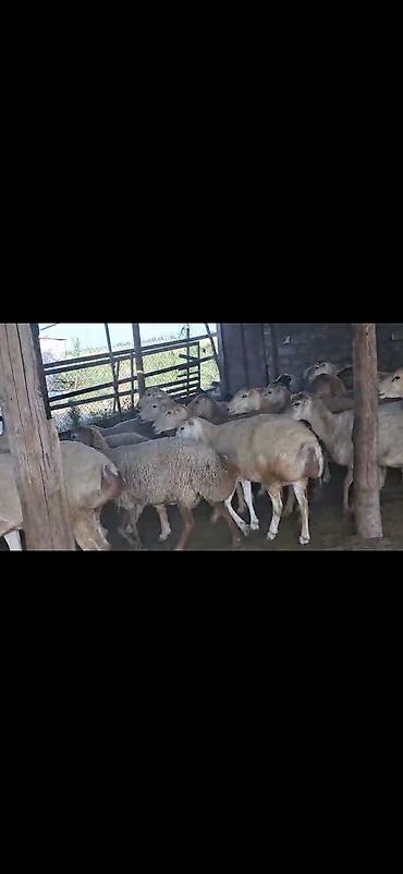 hinduska satisi: 500 bas qaradolaq sortu satlir elaqe nomresi seyfede var — 2