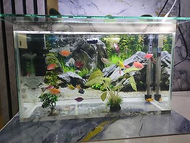 akvarium xırda balığı: Şüşə akvarium .13.14 litr 17 eded GLOFİSH balığı 2 dekor bezekli — 2