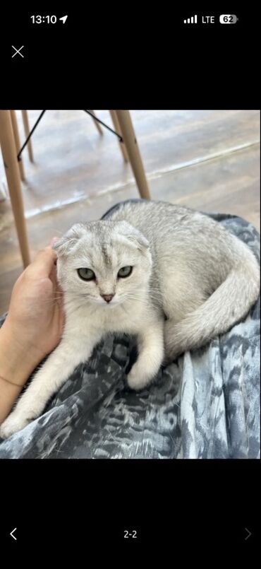 шотландская золотая шиншилла цена: Шотландская вислоухая кошка (скоттиш-фолд), окрас серебристый с