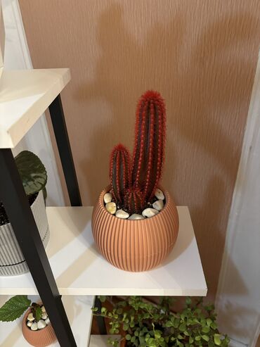 dekorativ bitkilər: Dekorativ qırmızı kaktus. Gözəl və maraqlı görünüşü var. Dibçəyi ilə