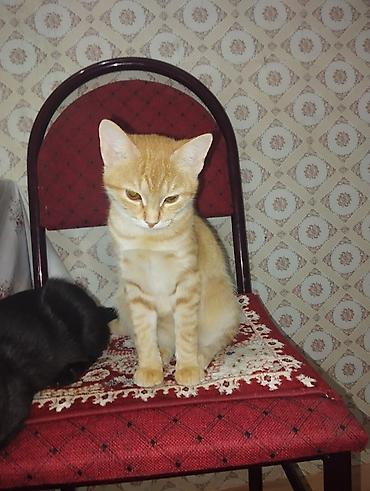 котята пушистые: Кошка даром: Беспородная, Мальчик — 3