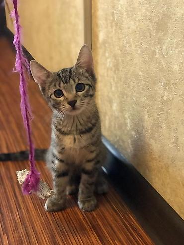 красивые кошки: 3 месяца, Мальчик, Приучена к лотку — 1