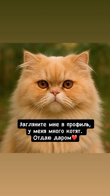 Отдам даром кошку: Кошка даром: Гималайская, 2 месяца, Мальчик, Кастрирована, Метис, Приучена к лотку — 1