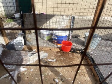 Другие с/х животные: Породные голуби с «чубом» и мощным зобом (дутыши/крякуны), окраска — 22