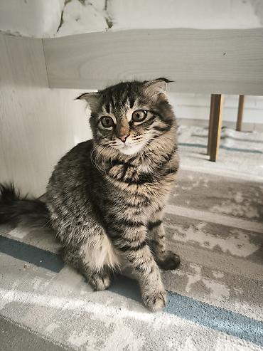 chi su: Кошка даром: Скотиш Фолд (Шотландская вислоухая), Девочка — 3