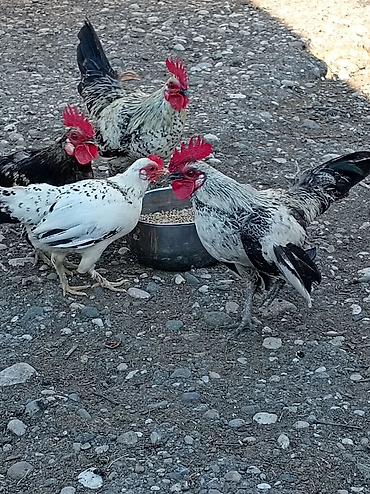 Toyuqlar: Şəkildəki yaponkalar satılır 3 xoruz bir fərə böyük /3 fərə 3 xoruz 2 — 1