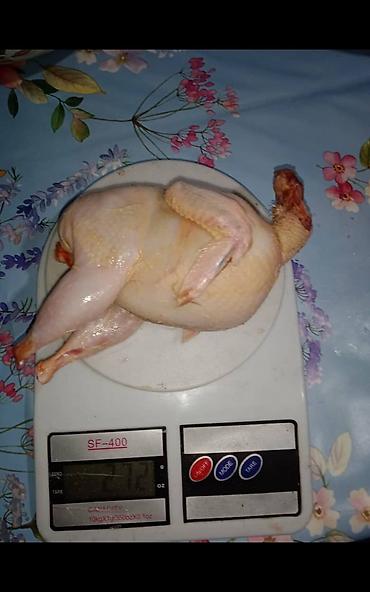 феи бишкек а: Продаю инкубационное яйцо 🐣перепелов. преимущественно Техас и — 4