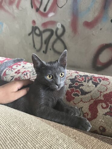 şotland pişiyi etibarlı əllərə verilir: Şotland, Dişi, Yaxşı əllərə