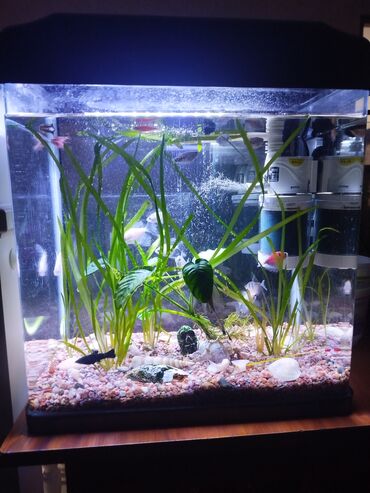 продажа щенков немецкой овчарки в бишкеке с документами: Продаю заводской аквариум на 30 литров в полном комплекте только без