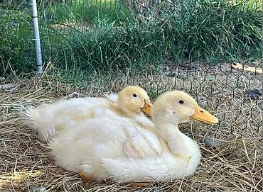 ördək balası və cücə: Ağ rəngli ördək balaları – 40 əd - Cinsi: Ağ Pekin tipli ördək — 1