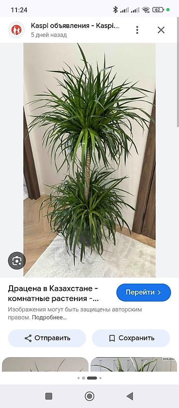 покрывалы: Комнатные декоративные растения в горшках:Цена договорная 1) Эухарис — 9