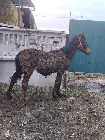 Лошади, кони: Продаю | Жеребенок | Полукровка | Рабочий | Племенные — 2