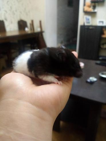 hamster satis: Salam. Xomyak satilir. Disidi. Qetiyyen el dislemir. Oynagandir. Bir — 1