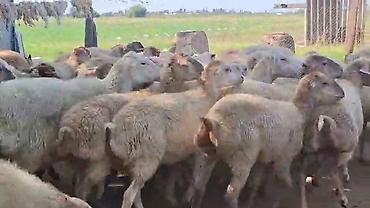 toyuq ucuz qiymete: QOYUNMUZ. SATILIR. QİYMƏTİ. 380. AZN. 1,2,3,4. QARIN. 600 BAŞ SORTU — 3