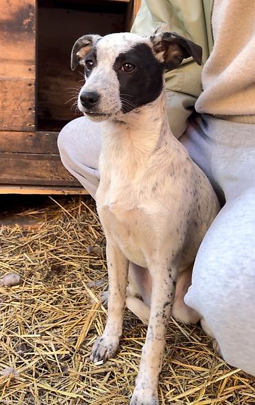 Отдам даром собаку: Собака даром: Дворняжка, 3 месяца, Самка, С прививкой — 2