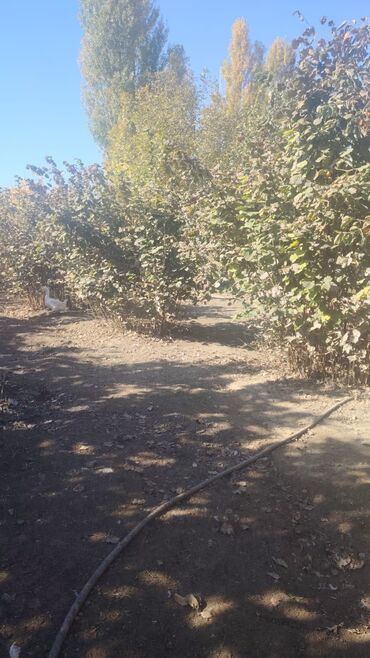 Həyət evləri və villaların satışı: Qazax rayonu Canallı kəndi qaz kompressorla üzbəüz magistral yoldan -da lalafo.az — 3 Həyət evləri və villaların satışı: Qazax rayonu Canallı kəndi qaz kompressorla üzbəüz magistral yoldan — 3