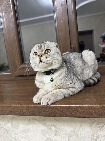 Продажа кошек: Скотиш Фолд (Шотландская вислоухая), 10 месяцев, Мальчик, Проглистована, Приучена к лотку — 8