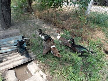 домик бутка: Продаю индоутки, большим уже 2 месяца, маленьким 1.5, обращаться по
