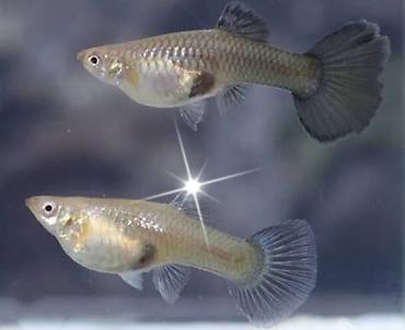 пласка гупса: Гуппи (Poecilia reticulata) — живородящие аквариумные рыбки для — 2