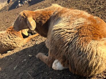 Бараны, овцы: Продаю | Овца (самка) | Для разведения | Племенные — 3