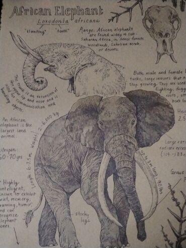 Şəkillər, tablolar: Məhsul: Təbiət mövzulu vintage üslubunda illüstrasiya posterləri — 7