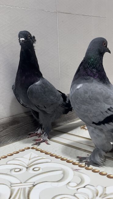 simmental ineklerin satisi: Göyerçinler satılır. Kekilli erkekdi kekilsiz olan maya. Uçan quşlardı