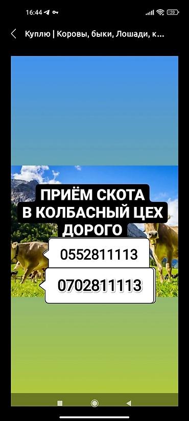 Приём Скота, В Колбасный Цех Дорого . Куплю скот на мясо В