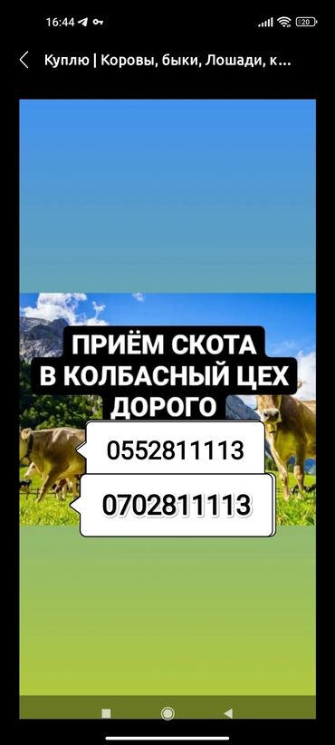 кочкор мал: Сатып алам | Уйлар, букалар, Жылкылар, аттар, Башка а/ч жаныбарлары | Күнү-түнү, Бардык шартта, Союлган