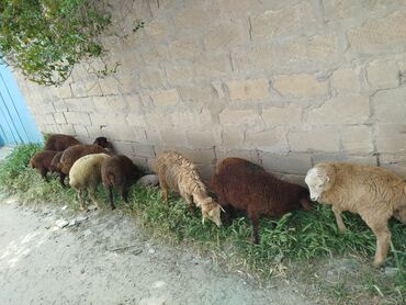 Mal-qara: Quzu, Dişi, Qala, ay: 1, 10 kq, Damazlıq, Ünvandan götürmə