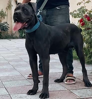 fantom dermani: Kane-Korso, 9 ay, Erkək, Ödənişli çatdırılma — 1