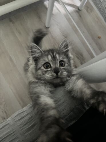 британец золотая шиншилла цена: Сибирь, 3 айлык, Ургаачы, Күмүш өңдүү шиншилла, Аргын, Лотокко барууга үйрөтүлгөн, Курттардан тазаланган