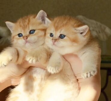 Pişiklər: Qızıl şinşilla, Erkək, Dişi, Ünvandan götürmə — 5