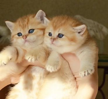 Pişiklər: Qızıl şinşilla, Erkək, Ünvandan götürmə — 4