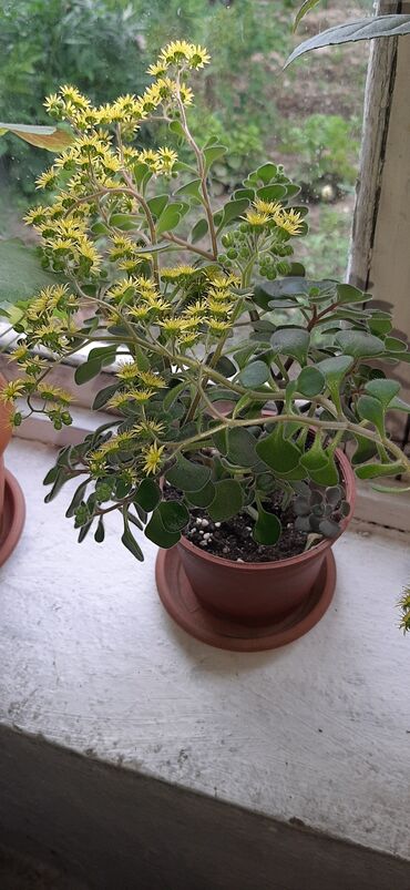 домашнее растения: Башка бөлмө өсүмдүктөрү