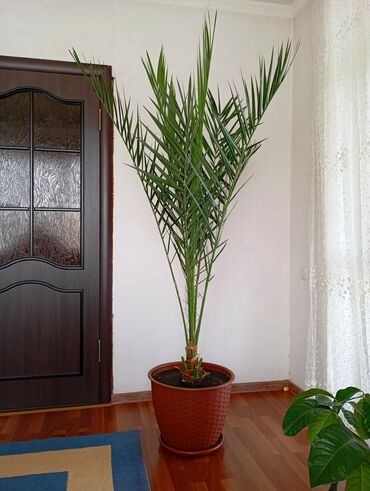 ростки пальмы: Королевская финиковая Пальма!
высота 205 см