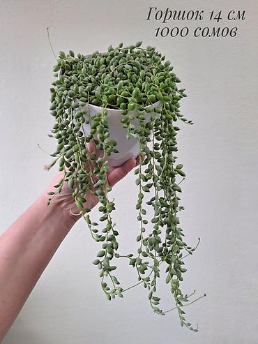 саженцы кокон гилас: Крестовник Геррейна (Senecio herreianus, «жемчужная нить») — ампельный — 2