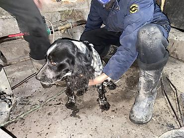Отдам даром собаку: Собака даром: Кокер-спаниель, 10 месяцев, Самка, С родословной — 1
