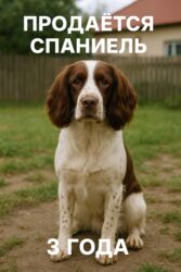 акустические системы от батареек колонка в виде собак: Спаниель охотничия