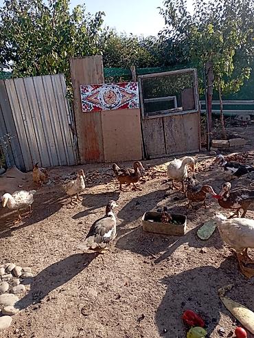 Мясо индоутки: Мускусные утки (индоутки), молодняк разного окраса. - Порода — 7