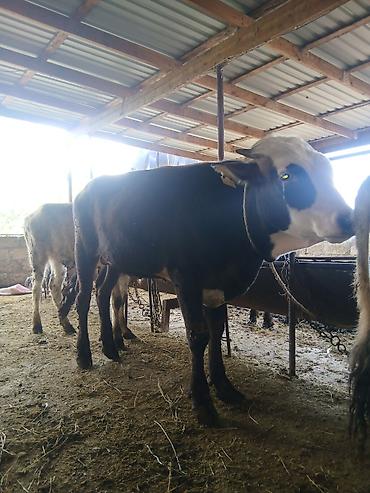 Dana, buzov: 3 erkək 2 dişi dana — 1