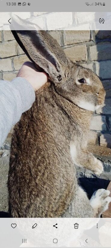 kaliforniya dovşan: Toyugla barterdə olunur tergitrəm deyə 1 cüt kalifordu 5 kilodan cox