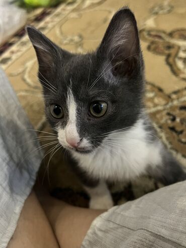 наполнитель кошачий: Кошка даром: Беспородная, 2 месяца, Мальчик, Приучена к лотку