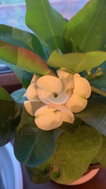 кукуруза початок: Молочай Милла (Euphorbia milii) в горшке - Компактный куст с мощным lalafo.kg да кукуруза початок: Молочай Милла (Euphorbia milii) в горшке - Компактный куст с мощным