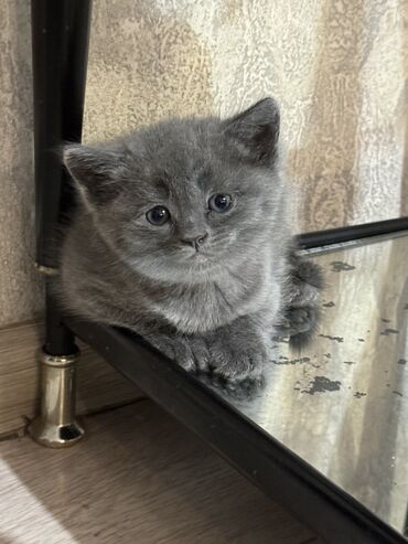 шотландская вислоухая кошка фото цена: Скотиш Фолд (Шотландиялык шалпаң кулак), 1 айлык, Эркек, Боз, Лотокко барууга үйрөтүлгөн, Курттардан тазаланган