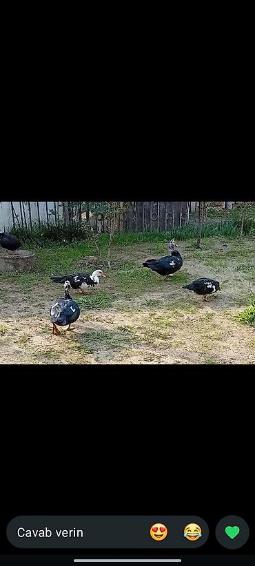 krasnadar ordek: LAL ÖRDEK ERKƏK etrafli dm — 2