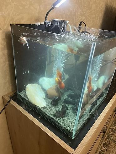 akvarium balıq novləri: Oranda, Sülhsevər, Ünvandan götürmə — 3