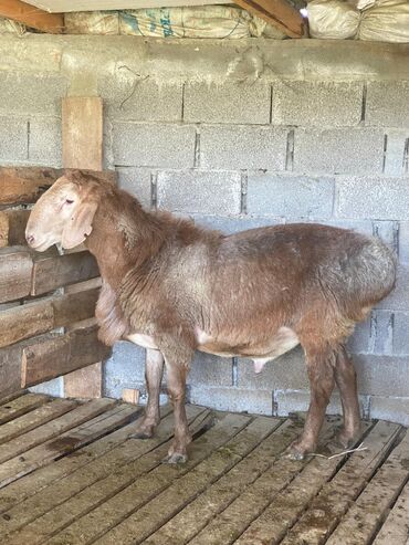 продажа баранов в бишкеке: Продаю | Баран (самец) | Арашан | Для разведения | Племенные