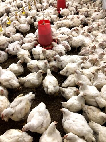 производство бизнес: Продажа бизнеса, Инвестиция в бизнес, Стать партнером Пищевая промышленность, Вместе с: Готовые договоры и контракты, Оборудование и мебель