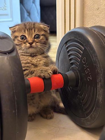 Pişiklər: Şotland — 1